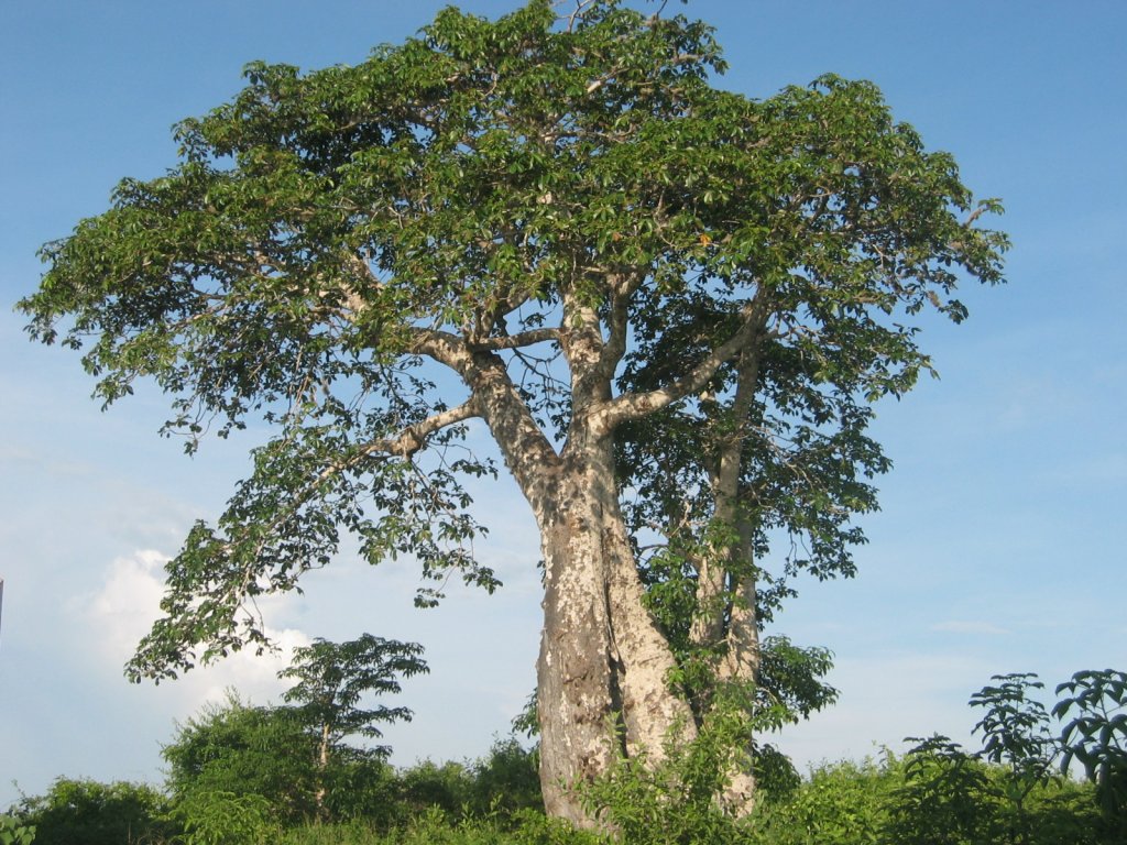 arbre